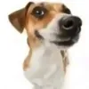 elperritozn