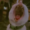 imyour_99th_follower
