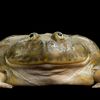 lazyfrogq