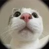 mich_doe