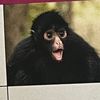 owentplums