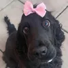 Pleb