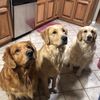 the.golden.bunch