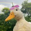 baby_duckbabby