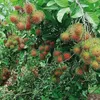 aung50707
