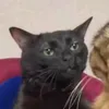 gotriz23