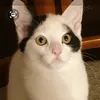 tammimaanmaan