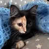 mantis_the_cat_one