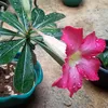 nissakirey3