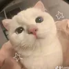 zaizaigcanada