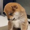 banhmybotoii_