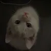 phuonq_zy0