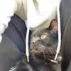 neko.himazin