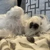 dollydot79