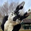 acewildcardowo