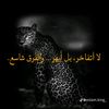 adilmosaazainmohamed
