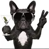 blackdog998