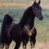 amil_81