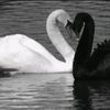 darklover364