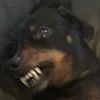 rolydaxhoond