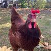 simellychicken