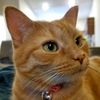 nutterbutterthecat