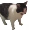 heyitslat