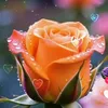 lanpham__1234