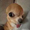 bichphuongnie09