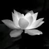 qhn_22