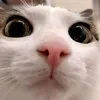 hassnabd33