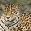 surchi_491