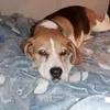 anne_puppi