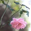 ngoc.nguyen7377