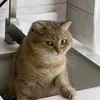 kn_t1520