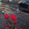 rose___r3