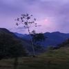 cattleya_2414