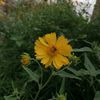 nagrn__mm