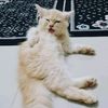 rickyzendra