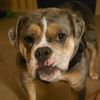 bulldog_life555