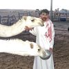 Mohammed