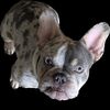 chuckythefrenchie0