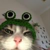 meowiee.co