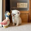 meanieluvs