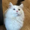 smythsmoth