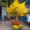 damvantrang