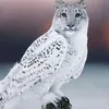 leowl42