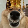 kvokki