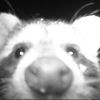 raccoon__95