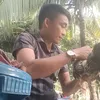 dip.d.dn